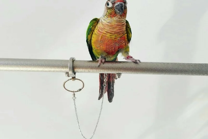 BIRD TIE-OUT CHAIN