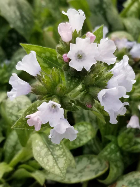 Perennial Farm Marketplace Pulmonaria x ‘Opal’ (Lungwort)