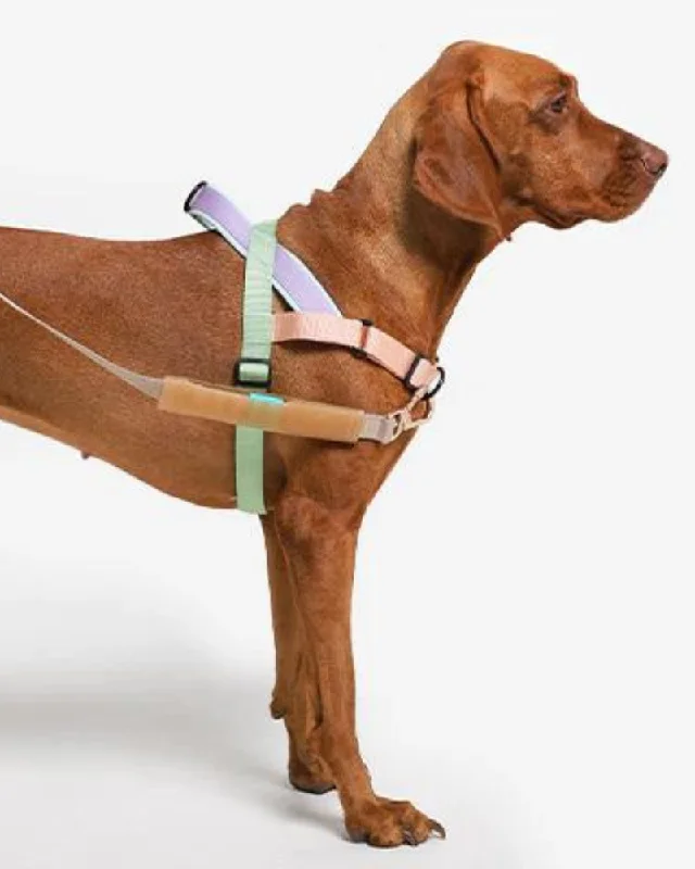 SofterWalk No-Pull Dog Harness in Peach (FINAL SALE)