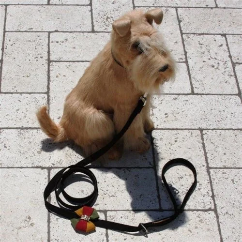 Susan Lanci Autumn Leash