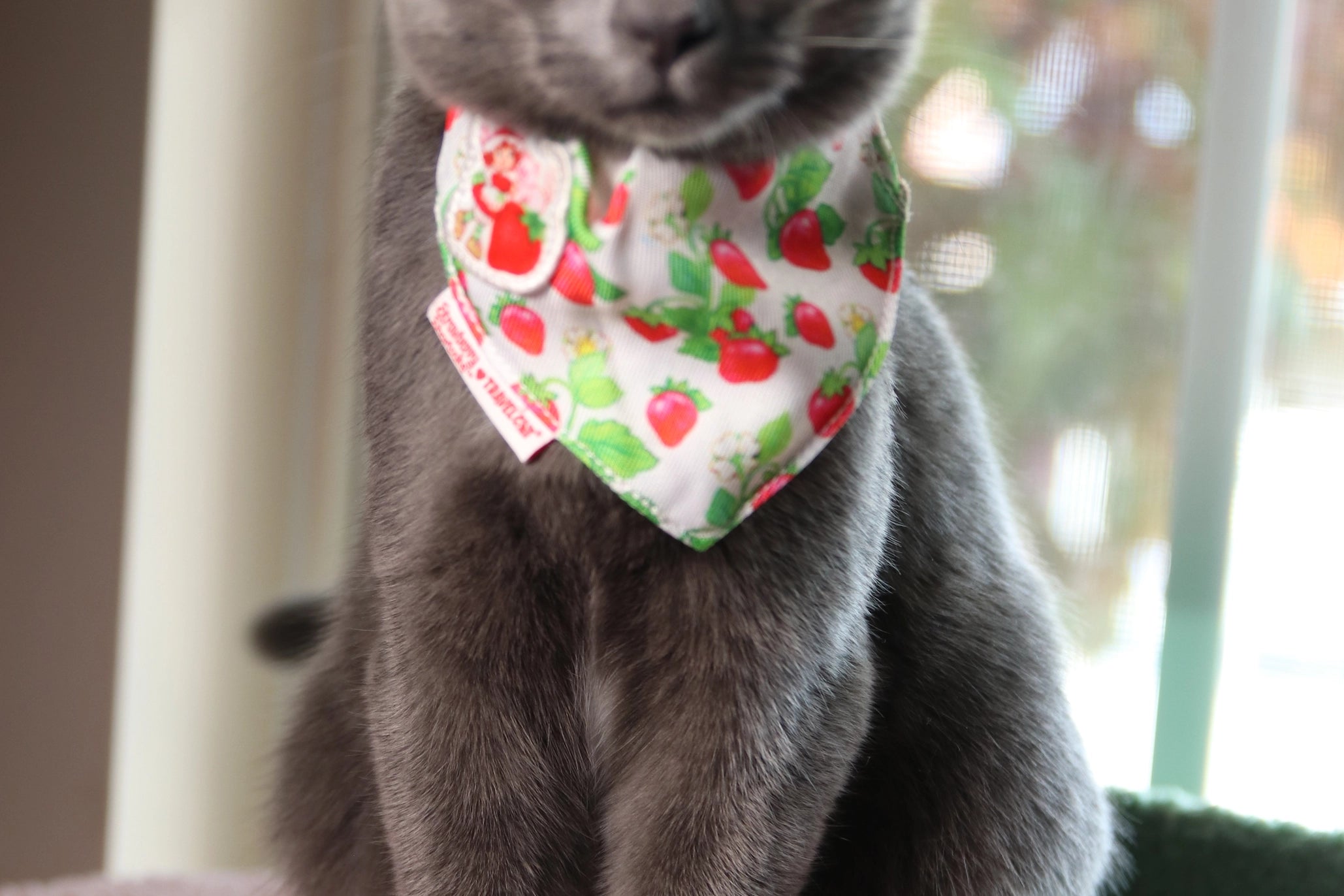 TRAVEL CAT Strawberry Shortcake Limited Edition Collar and Bandana